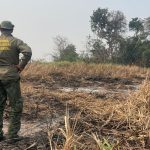queimadas-em-2024-destroem-area-equivalente-ao-estado-dotocantins