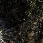 agu-cobra-r$-725-milhoes-de-acusados-por-crimes-ambientais-no-pantanal