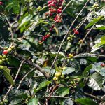 conab-estima-producao-de-51,8-milhoes-de-sacas-de-cafe-este-ano