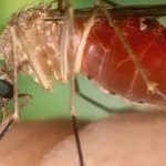 brasil-registra-quase-3-mil-casos-de-oropouche-em-2025