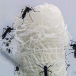 mortes-confirmadas-por-dengue-em-sao-paulo-dobram-em-72-horas