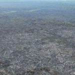 apenas-5%-dos-casos-de-desmatamento-na-amazonia-geraram-indenizacoes