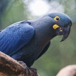 araras-azuis-chegam-ao-brasil-para-reinsercao-na-natureza