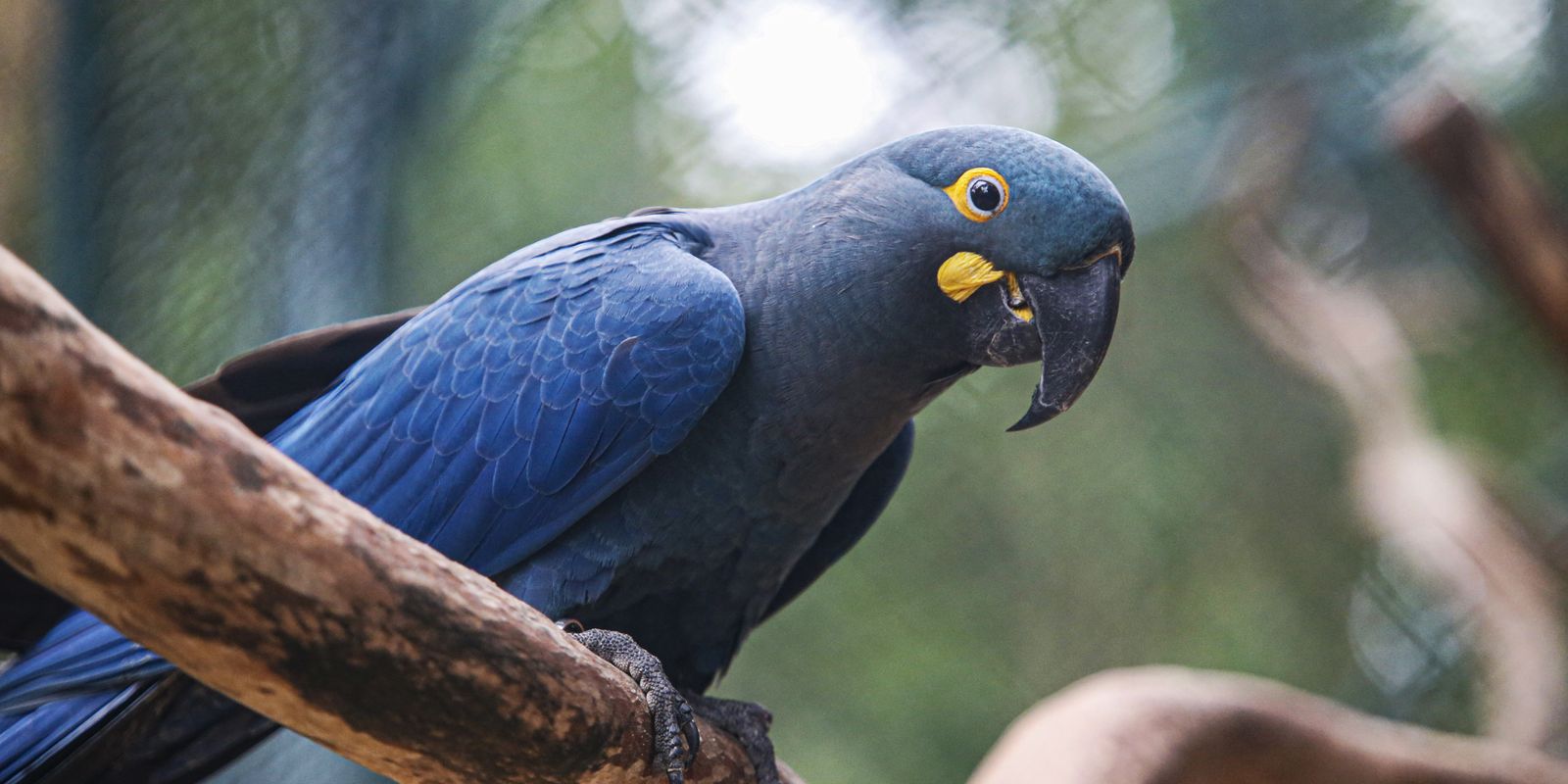 araras-azuis-chegam-ao-brasil-para-reinsercao-na-natureza