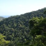 cidades-com-areas-verdes-podem-oferecer-mais-qualidade-de-vida