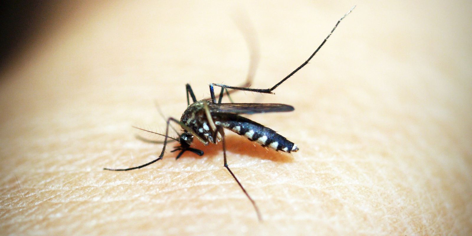 fiocruz-integra-patente-de-larvicida-ecologico-contra-o-aedes-aegypti