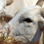 auditorias-apontam-avancos-no-controle-da-origem-da-carne-na-amazonia