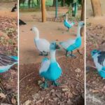 cidade-paulista-apura-vazamento-de-corante-que-tingiu-aves-em-parque