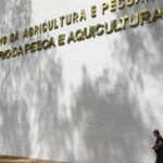 sete-casos-de-doencas-respiratorias-em-aves-sao-investigados-no-pais
