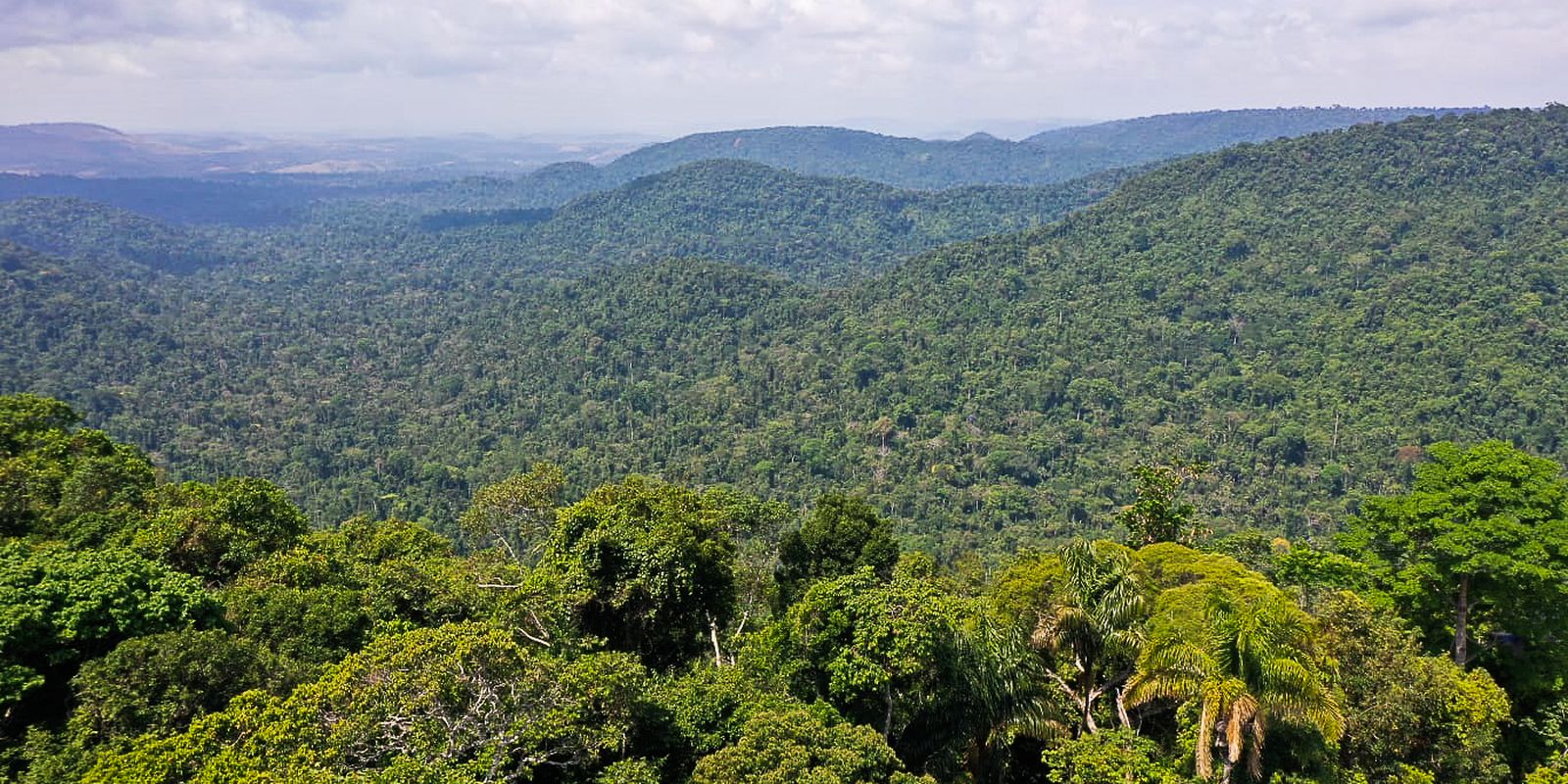 instituto-lanca-edital-para-projetos-que-protejam-a-amazonia