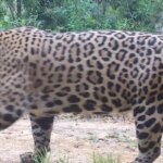 onca-pintada-e-peixe-boi-tem-genomas-mapeados-em-alta-qualidade