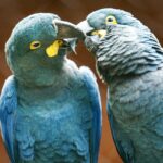 campanha-alerta-sobre-glamorizacao-de-animais-silvestres-online