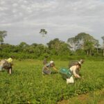 produtores-afetados-por-estiagem-no-rs-podem-renegociar-credito-rural
