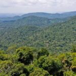 amazonia-precisa-de-83%-de-especies-preservadas-para-continuar-de-pe