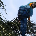 araras-canindes-sao-introduzidas-ao-rj-mais-de-200-anos-apos-extincao
