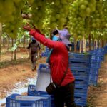 caminhos-da-reportagem:-vale-do-sao-francisco,-o-sertao-tecnologico