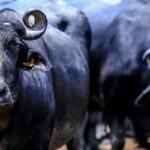 acao-na-justica-quer-salvar-mil-bufalos-abandonados-no-maranhao