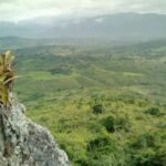 pesquisador-indigena-cataloga-150-plantas-medicinais-de-seu-territorio