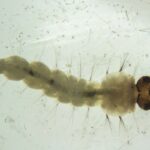 brasil-inaugura-maior-biofabrica-do-mundo-de-mosquitos-“do-bem”