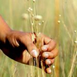 povoado-mumbuca-realiza-festa-da-colheita,-que-promove-o-capim-dourado