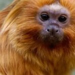 micos-leoes-dourados-resgatados-do-trafico-voltam-a-natureza