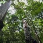 brasil-vai-investir-us$-1-bilhao-no-fundo-para-florestas-tropicais