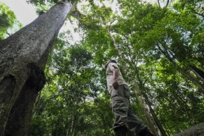 brasil-vai-investir-us$-1-bilhao-no-fundo-para-florestas-tropicais