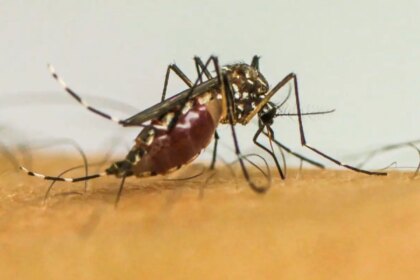 virus-da-chikungunya-afeta-criancas-e-adolescentes-e-deixa-sequelas