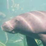peixe-boi-e-reconhecido-como-patrimonio-cultural-natural-do-para