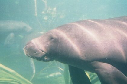 peixe-boi-e-reconhecido-como-patrimonio-cultural-natural-do-para