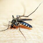 casos-de-dengue-e-chikungunya-custaram-r$-1,2-bi-ao-sistema-de-saude