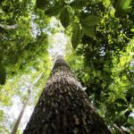 semana-da-amazonia-debate-desenvolvimento-rural-sustentavel