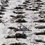 sp:-mais-de-100-pinguins-foram-encontrados-mortos-em-praias-do-litoral
