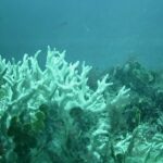 recifes-de-coral-do-brasil-estao-ameacados-por-mudancas-climaticas