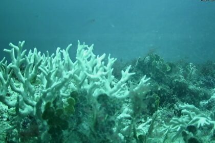 recifes-de-coral-do-brasil-estao-ameacados-por-mudancas-climaticas