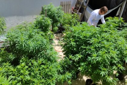 agu-pede-mais-tempo-para-regular-uso-da-cannabis-medicinal