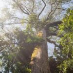 fundo-florestas-tropicais-para-sempre-e-finalista-em-premio-ambiental