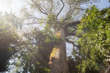 fundo-florestas-tropicais-para-sempre-e-finalista-em-premio-ambiental