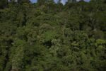 temperaturas-extremas-ameacam-areas-preservadas-da-amazonia