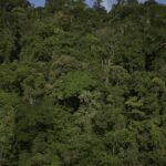 temperaturas-extremas-ameacam-areas-preservadas-da-amazonia