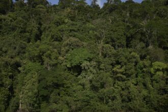 temperaturas-extremas-ameacam-areas-preservadas-da-amazonia