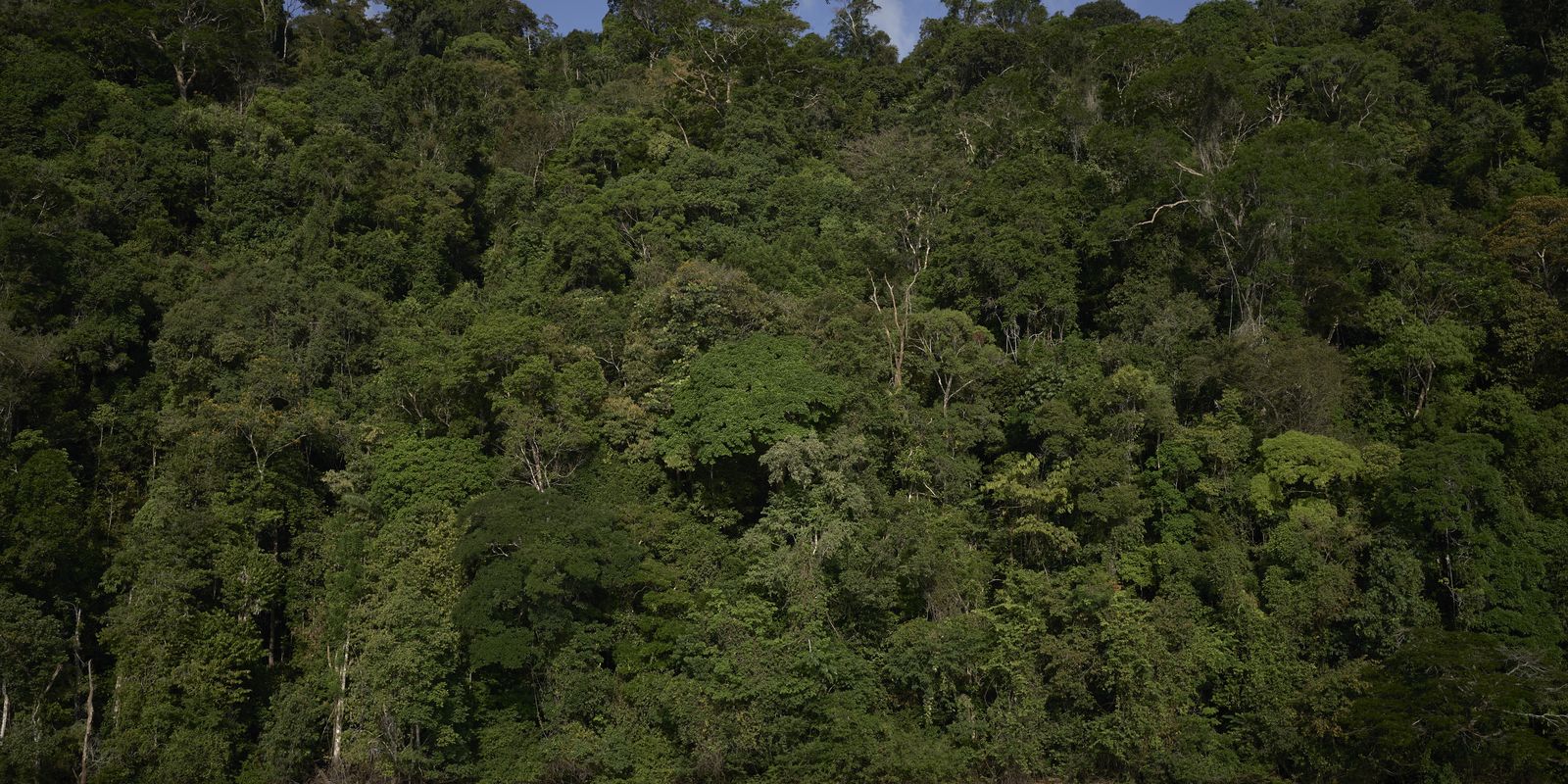 temperaturas-extremas-ameacam-areas-preservadas-da-amazonia