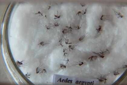 pesquisa-do-butantan-padroniza-nomenclatura-de-virus-da-dengue