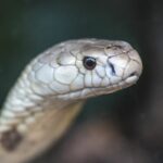 estudo-preve-substituicao-de-roedor-em-testes-antiveneno-de-serpentes