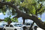 cidades-verdes,-do-ministerio-do-meio-ambiente,-recebe-323-iniciativas