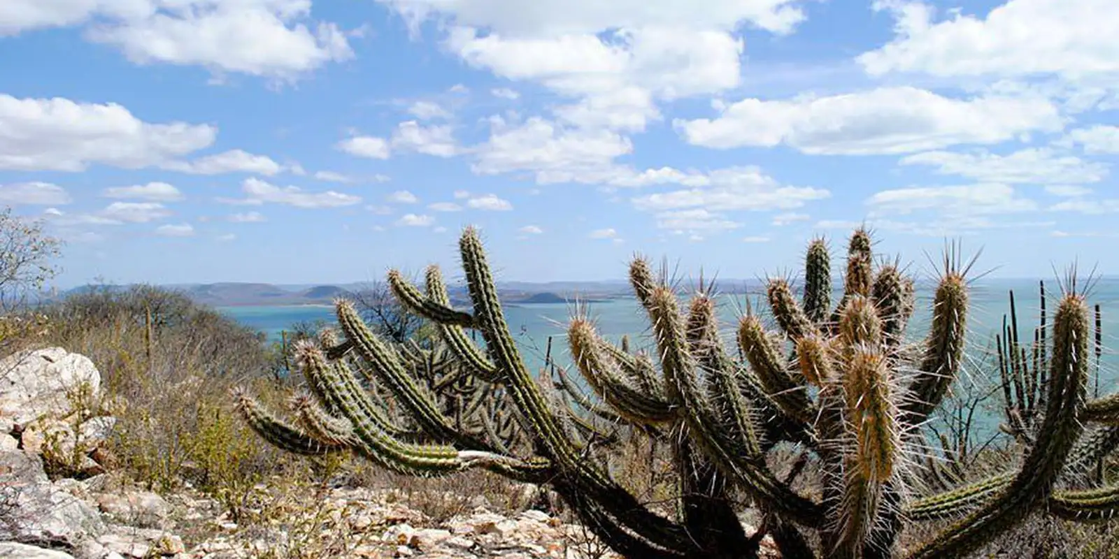 ceara-tem-3.226-hectares-de-caatinga-ocupados-por-usinas-solares