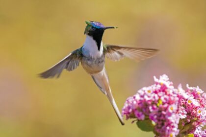 embrapa-estuda-revegetar-areas-degradadas-pela-mineracao-em-mg