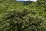 mata-atlantica-perde-2,4-milhoes-de-hectares-em-40-anos