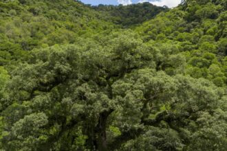 mata-atlantica-perde-2,4-milhoes-de-hectares-em-40-anos