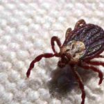 febre-maculosa-causa-mais-duas-mortes-no-interior-de-sao-paulo